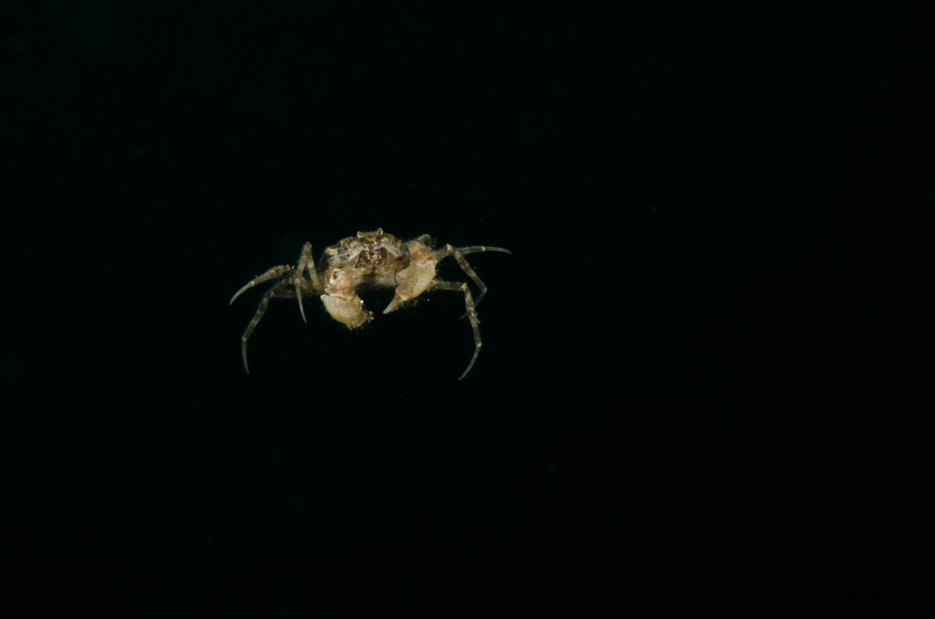 DSC_0957 – Amarnius lacustris, Crab, Northland NZ., crispin, freshwater, new, northland, nz, zealand, JAN17